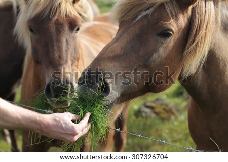 Feeding Icelandic Horses Chewing Grass