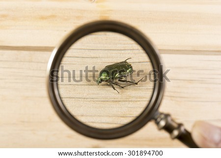 Looking at a green beetle on a wooden surface through a looking glass
