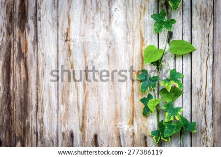 Climber plant on wood plank