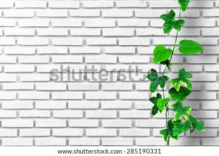 Climber plant with white brick wall background