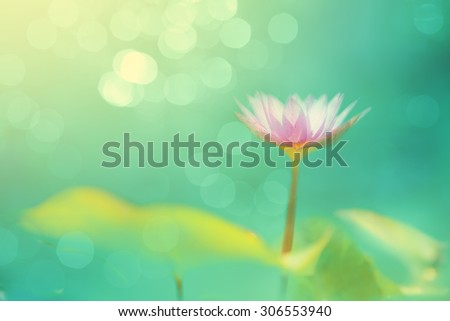 Soft focused image with lotus flower and blur bokeh background, De focused with flower and blur background, Abstract beautiful nature background