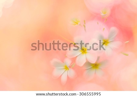 Soft focused image with plumeria flower and blur pink bokeh background, Blur beautiful nature background, Abstract nature background with beautiful plumeria flower