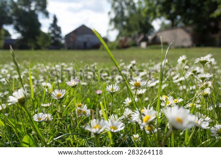 meadow and flowers - daisies on grass - garden and house background