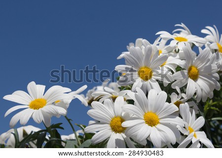 daisy flowers close-up - white daisies