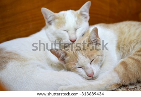 Sleeping cats together with cat\'s friend .