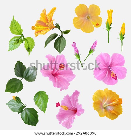 Set flowers hibiscus yellow and pink, green leaves