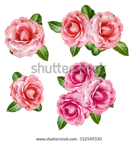 Set. The composition, a bouquet of flowers. pink, orange, pastel camellia, green leaves. Isolated on white background.