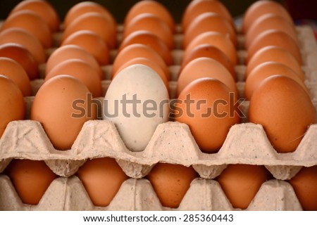 duck egg and Chicken eggs in egg tray