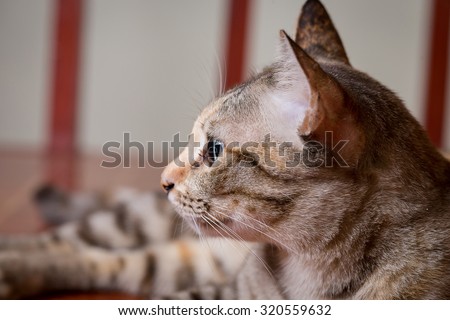 Cat, cute funny cat close up, relaxing cat, cat resting, cat sleeping, elegant cat in colorful wooden texture blur background