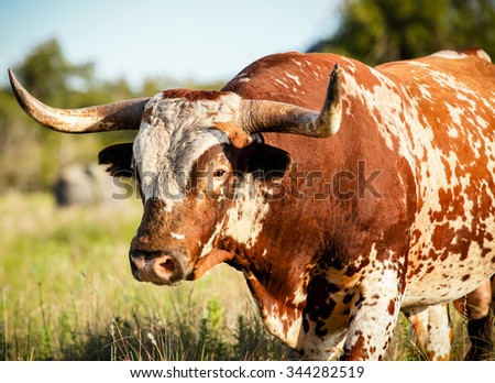 A close up of a wild longhorn bull standing in grassy field in the Wichita Mountains / Big Red / Wild Longhorn Bull
