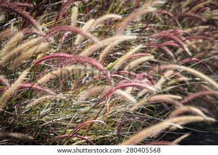 Grass, simple, strong and  beautiful.  It stands strong against wind, rain and sun. Also, its color mixture are please to the eyes.