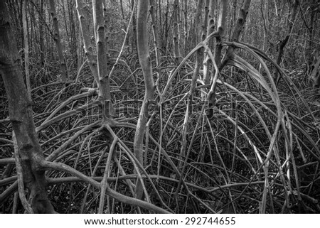 Black and white mangrove trees. The roots of mangrove trees are so high just to escape from high water rise to seek some air.
