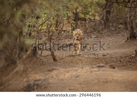 Asiatic lion female