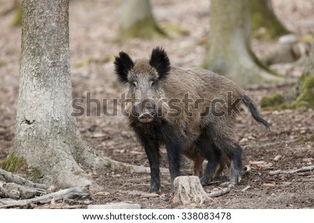 Wild boar/boar/Czech Republic