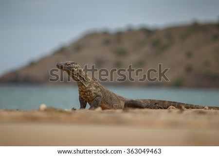 Gigantic lizard komodo dragon on komodo island / Gigantic lizard komodo dragon on komodo island / komodo national park in indonesia