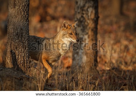 Beautiful golden jackal in nice sof light/ golden jackal / Pench tiger reserve in India