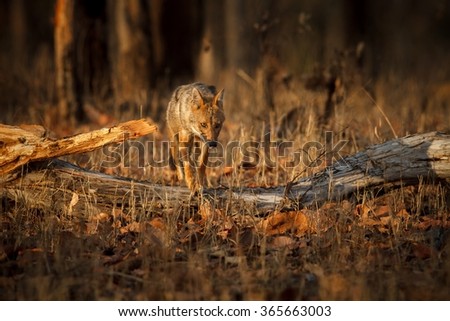 Beautiful golden jackal in nice sof light/ golden jackal / Pench tiger reserve in India