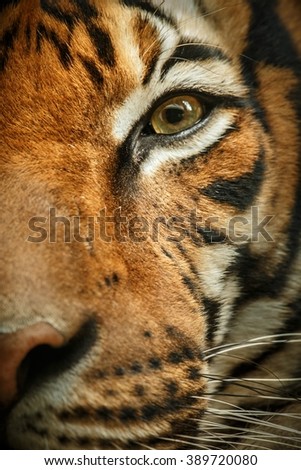 Beautiful tiger look/Beautiful tiger look/Prague Zoo