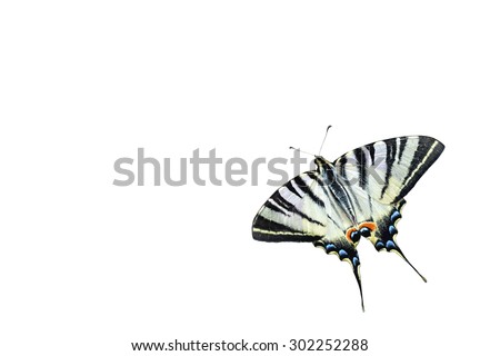 Swallowtail butterfly isolated on white background