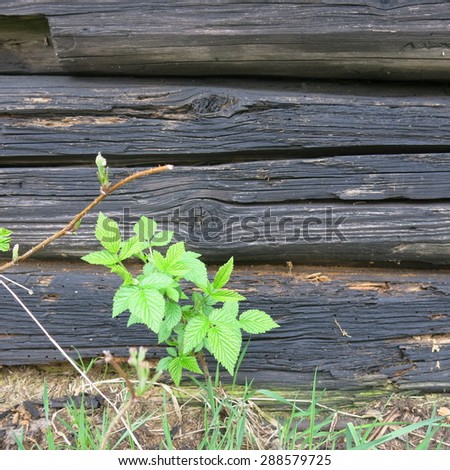 Green plant in front of the wooden wall