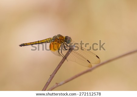 the dragonflies belong,  very important ecologically