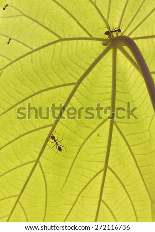 Light causes the leaves with veins of leaves. Reveals life under the leaves.Such as ants and aphids