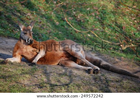 Wild animals . Wildlife. Life in the wild. Zoo. Pride. Africa . Kangaroo. Floc . Beautiful animals. Zoo in Holland. The sun. A family holiday. Love for animals. Beauty. Elegance. Australia