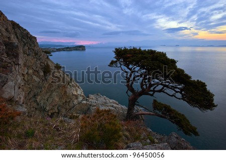 A lone pine tree on the high sea. Japan Sea.
