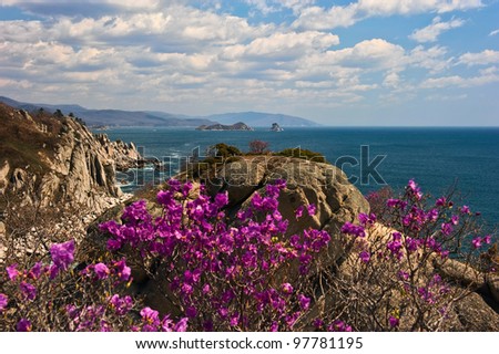 Blossoming rhododendron on a rocky seashore. Japan Sea.