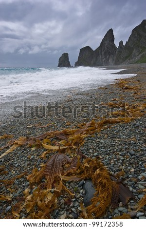 Dried seaweed thrown up on a wild stormy sea coast. Japan Sea.