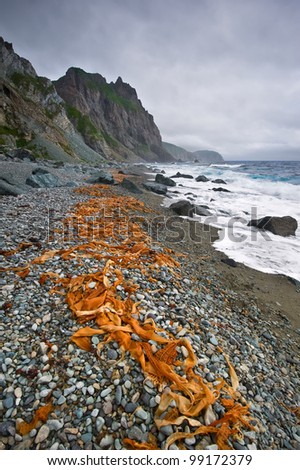 Dried seaweed thrown up on a wild stormy sea coast. Japan Sea.