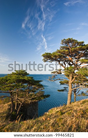 Spring landscape with beautiful clouds and a group of pines, lit by the setting sun. Japan Sea.