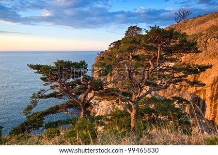 Spring landscape with a group of pines on the steep beach, illuminated by the morning sun. Japan Sea.