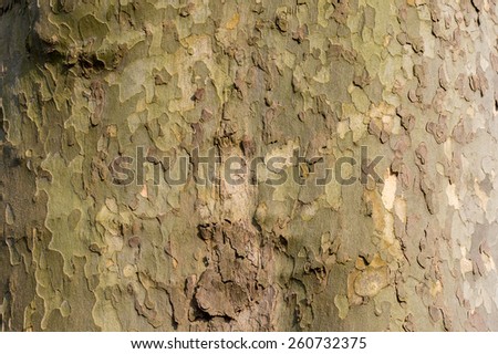 Soldier Camouflage-like Tree Bark Texture