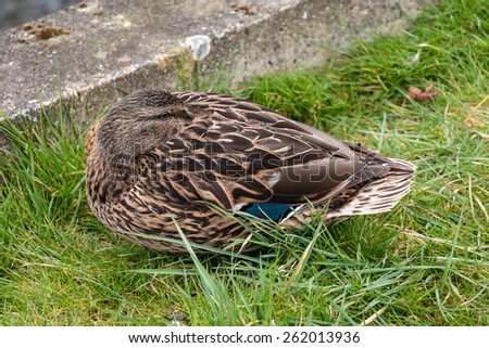Sleepy Female Mallard Duck hiding its Head in its Feather because of Cold Weather