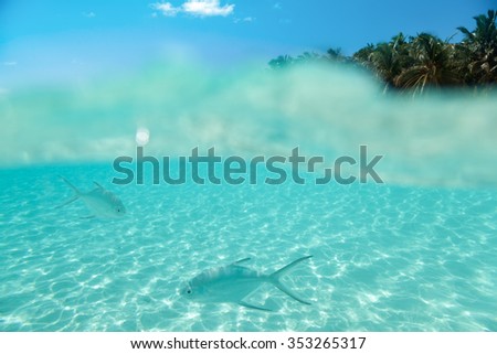 Maledives, underwater life, fishes swimming in the water a front of a island and blue sky