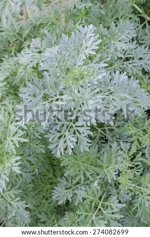 Artemisia absinthium (absinthium, absinthe wormwood, wormwood, common wormwood, green ginger or grand wormwood)