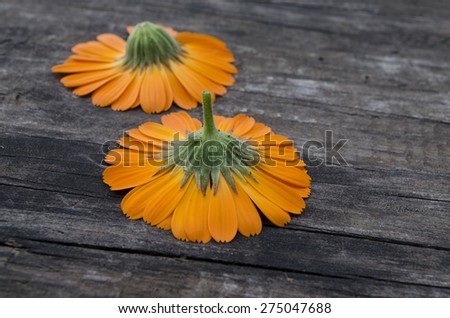 Marigold flower, garden marigold, English marigold, or Scottish marigold