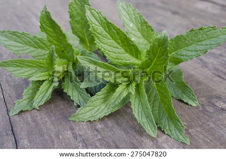 Mint plant leaves