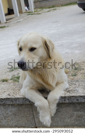 Golden retriever looking,with the paws on the wall