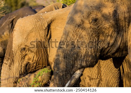 Elephants in line