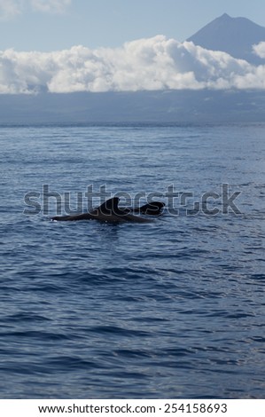 Two pilot whales swim in front of the volcano Pico in the Azores