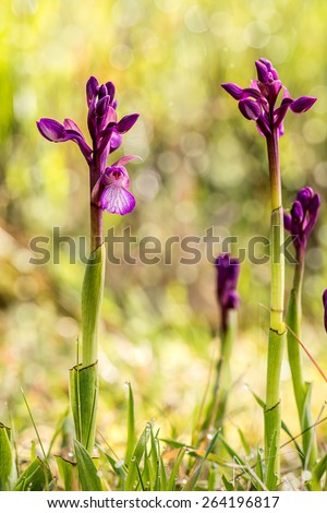 Orchis papilionacea ,Wild Orchid, Southern Europe