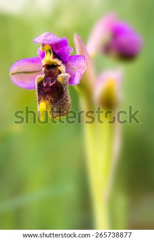 Ophrys tenthredinifera , Wild Orchid Southern Europe
