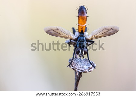 Fly bicolor great detail eye and hair