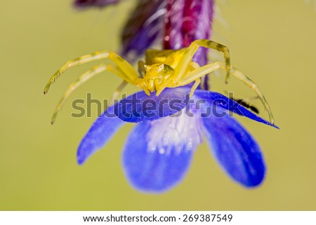 front view of Crab spider on a flower waiting to catch insects