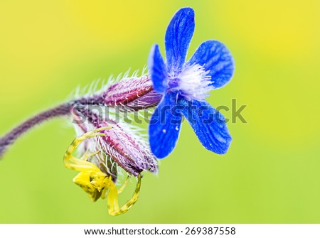 front view of Crab spider on a flower waiting to catch insects