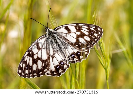 Melanargia Galathea, Butterfly Southern Europe