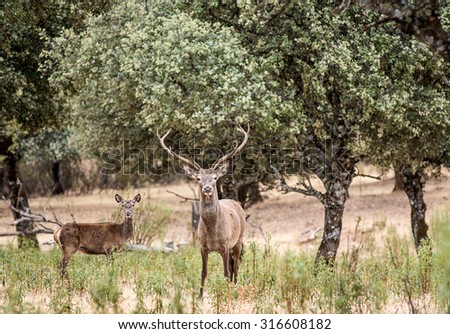 Couple of deer, male and female landscape oaks