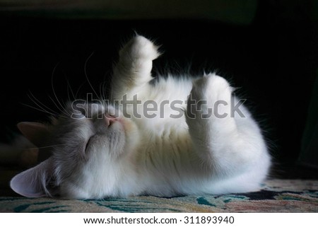 perfectly white cat sleeping